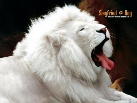 lion